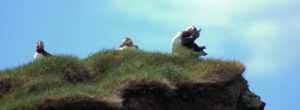 Eine Gruppe Papageientaucher steht auf einem grasbewachsenen Hügel.