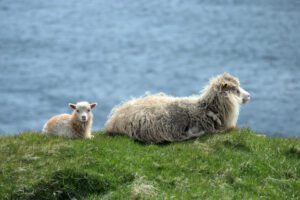 Ein Schaf und ein Lamm sitzen auf einem grasbewachsenen Hügel.