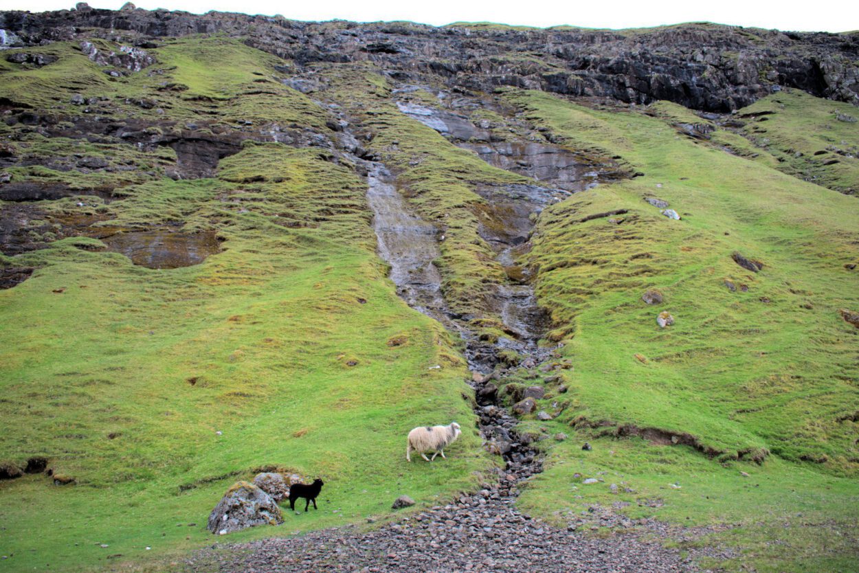 Schafe grasen auf einem grasbewachsenen Hügel.