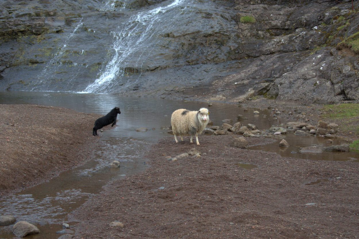 Zwei Schafe und ein schwarzer Hund stehen in der Nähe eines Wasserfalls.
