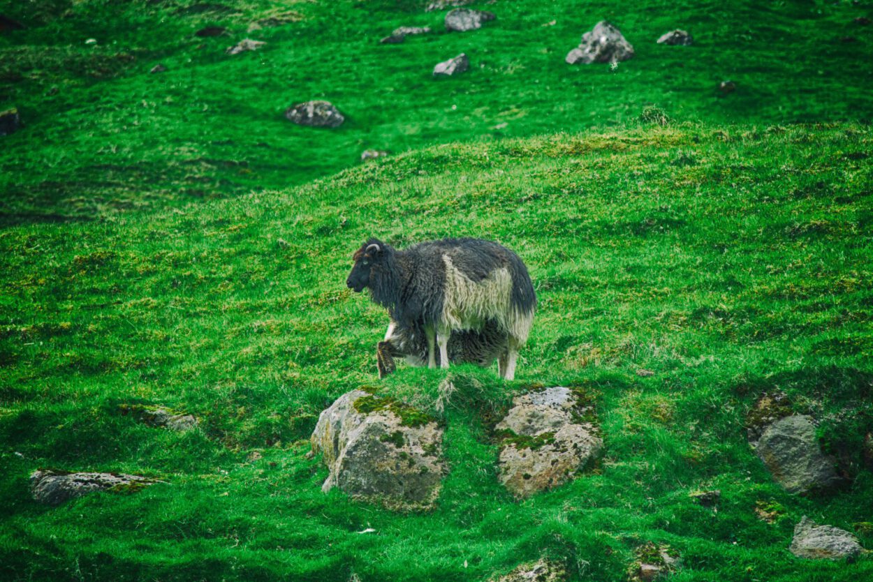 Ein Schaf steht auf einem grünen Hügel.