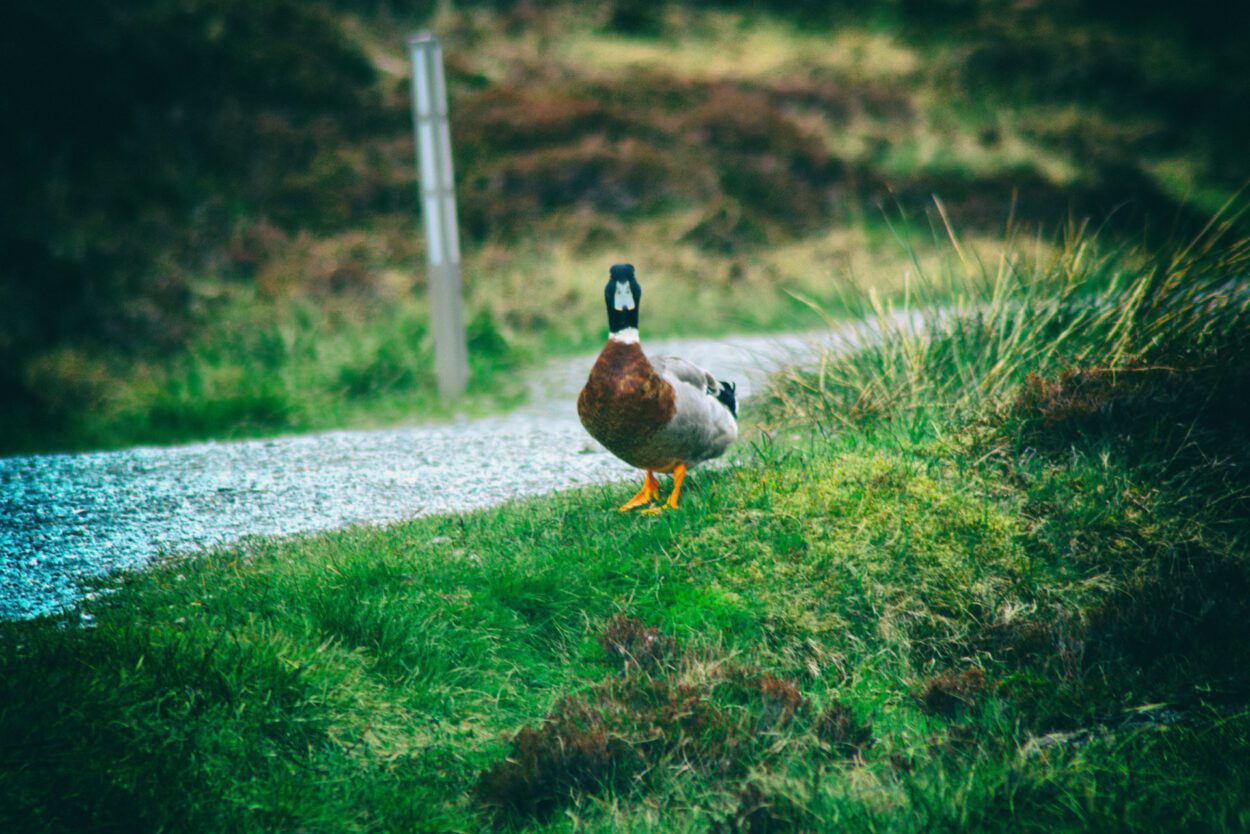Eine Ente steht auf einem grasbewachsenen Weg.