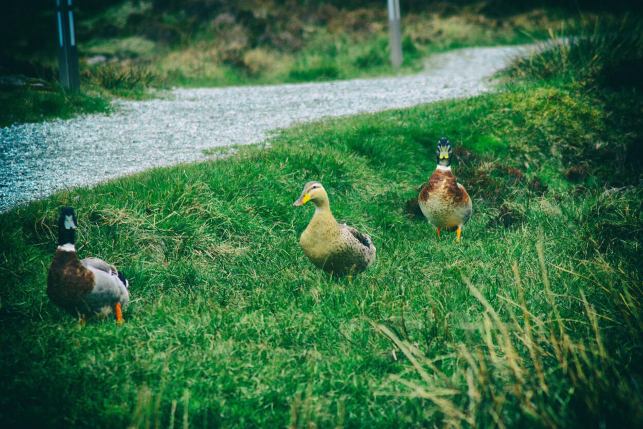 Drei Enten stehen auf einem grasbewachsenen Weg.