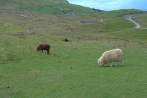 Zwei Schafe grasen auf einer Wiese.