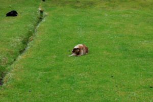 Ein Hund liegt im Gras neben einem Bach.