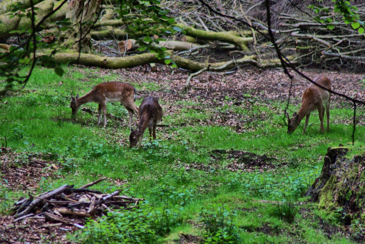 Eine Gruppe Hirsche, die in einem Waldgebiet weiden.