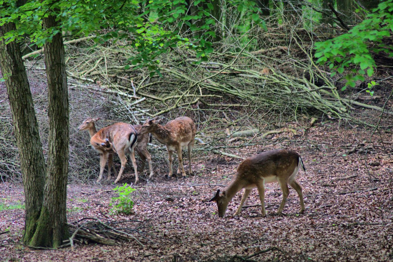 Eine Gruppe Hirsche in einem Waldgebiet.