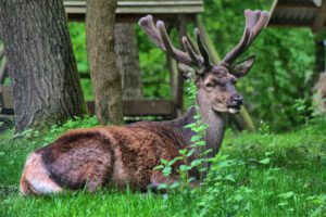 Ein Reh liegt im Gras.