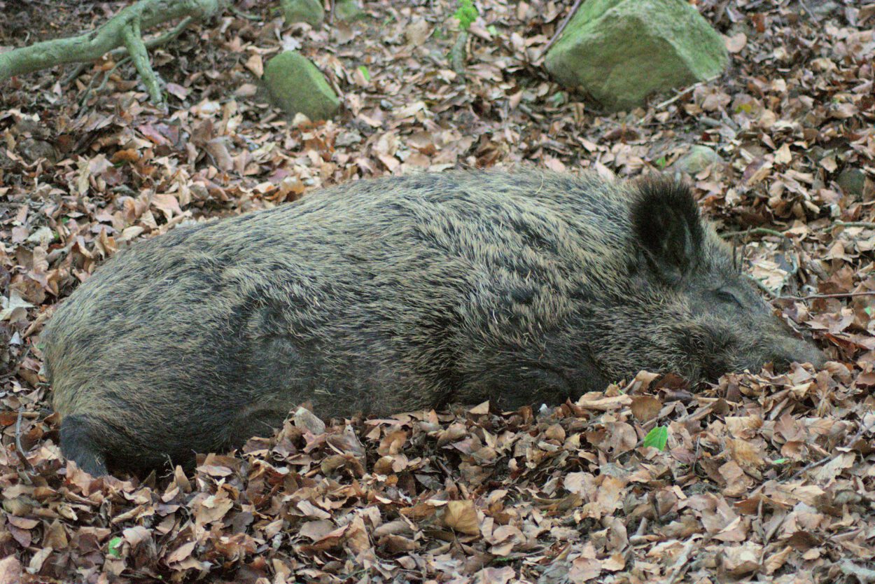 Ein Wildschwein liegt auf dem Boden.