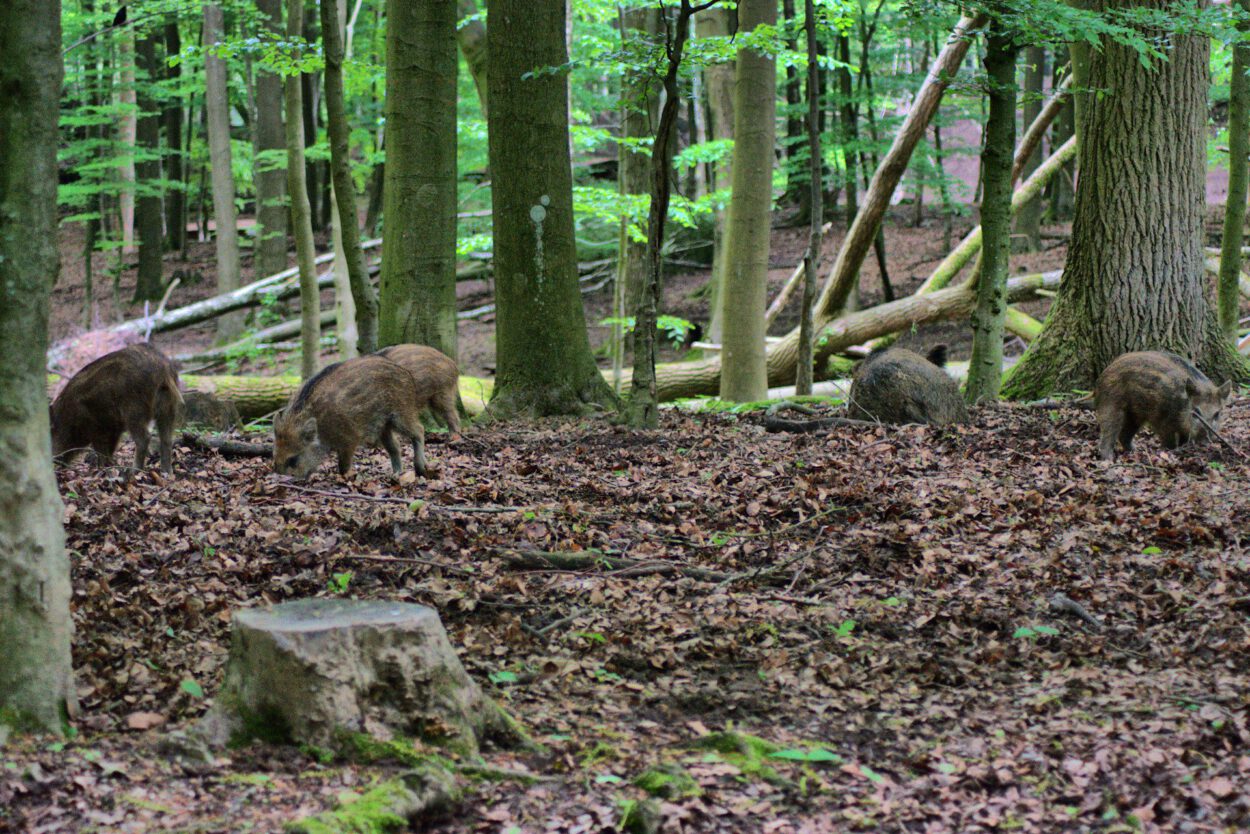 Eine Gruppe von Tieren, die in einem Waldgebiet weiden.