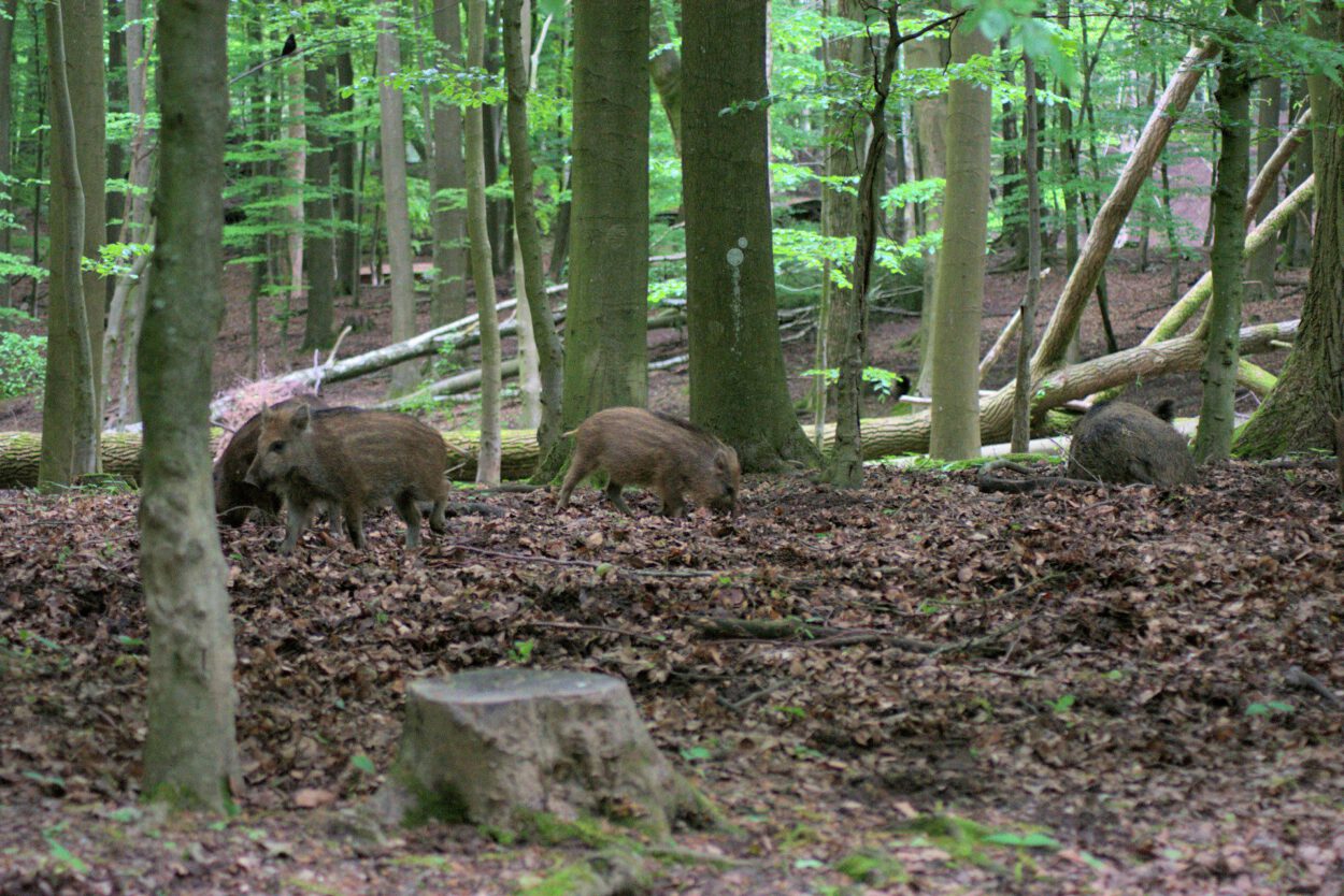 Eine Gruppe Wildschweine in einem Waldgebiet.