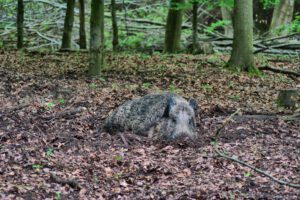 Ein Wildschwein liegt im Dreck in einem Waldgebiet.