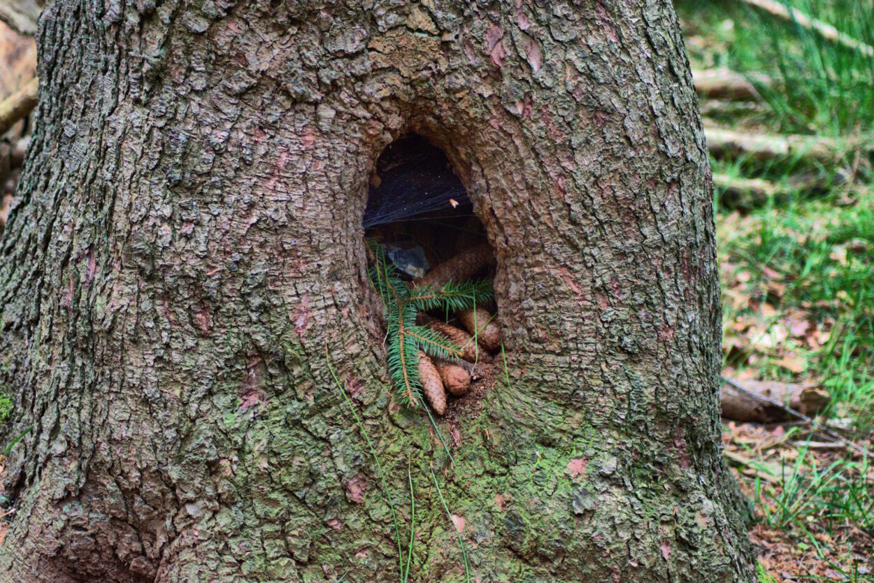 Ein Loch im Stamm eines Baumes.