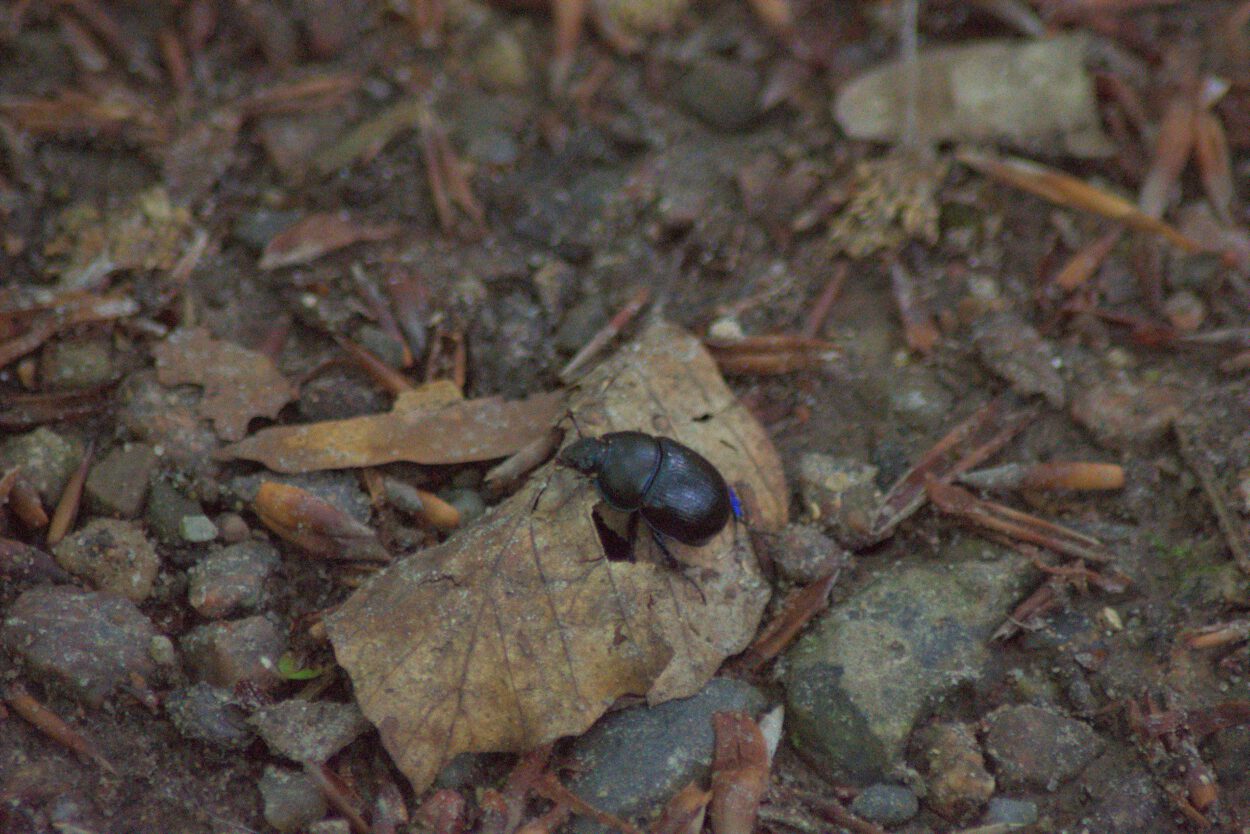 Ein Käfer sitzt auf einem Blatt.