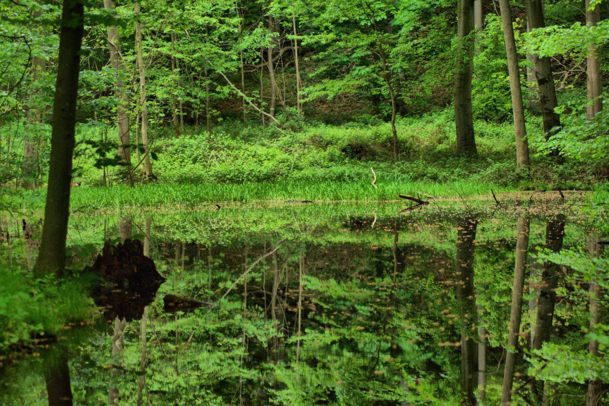 Ein grüner Wald spiegelt sich in einem Teich.