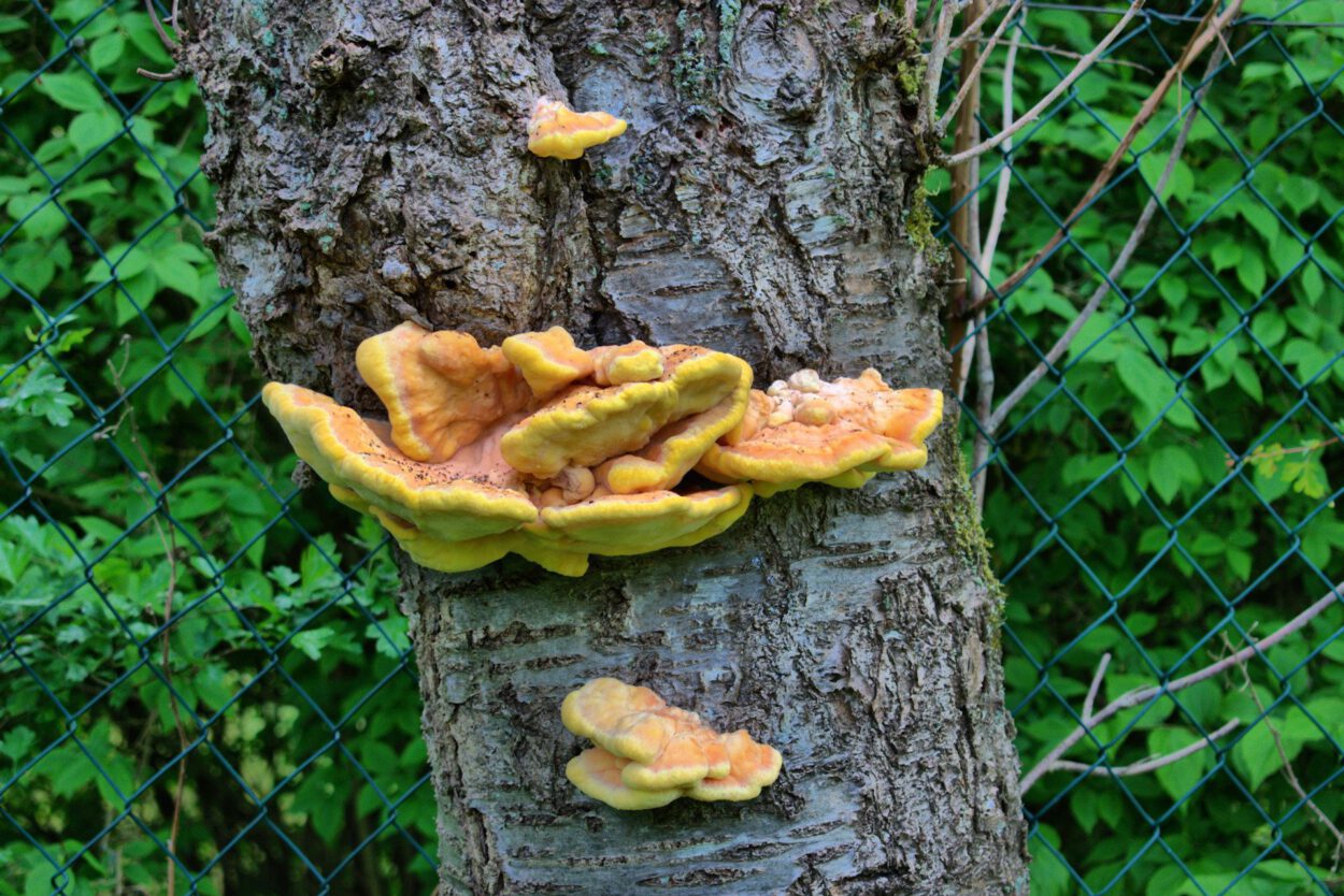 Pilz wächst auf der Rinde eines Baumes.