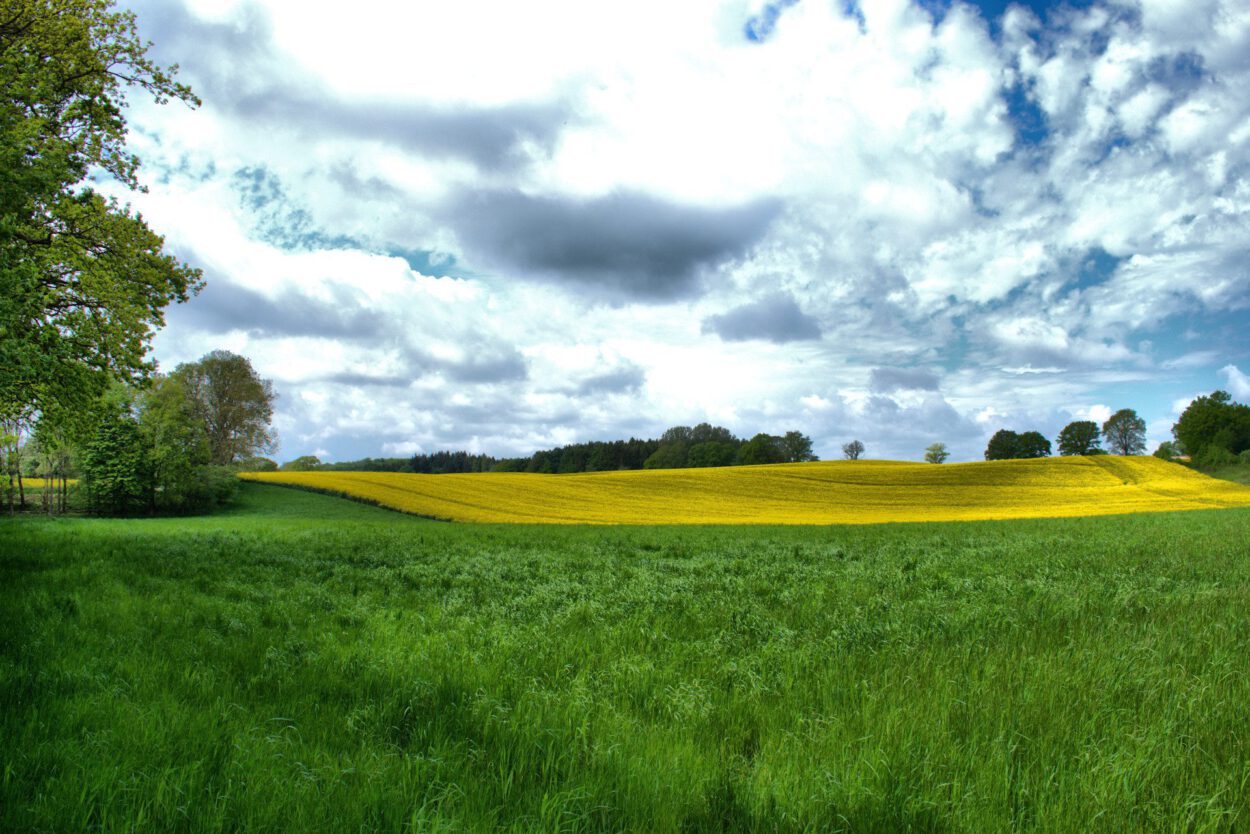Ein grünes Feld mit gelben Blumen.