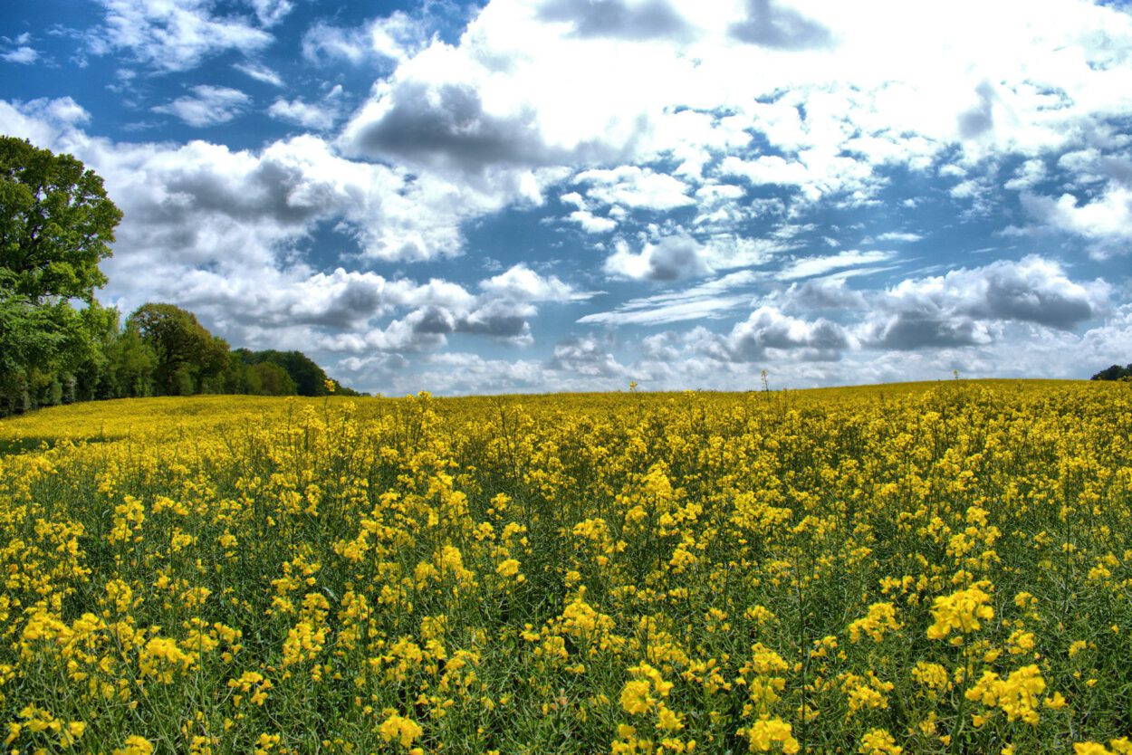 Ein Feld mit gelben Blumen unter einem blauen Himmel.
