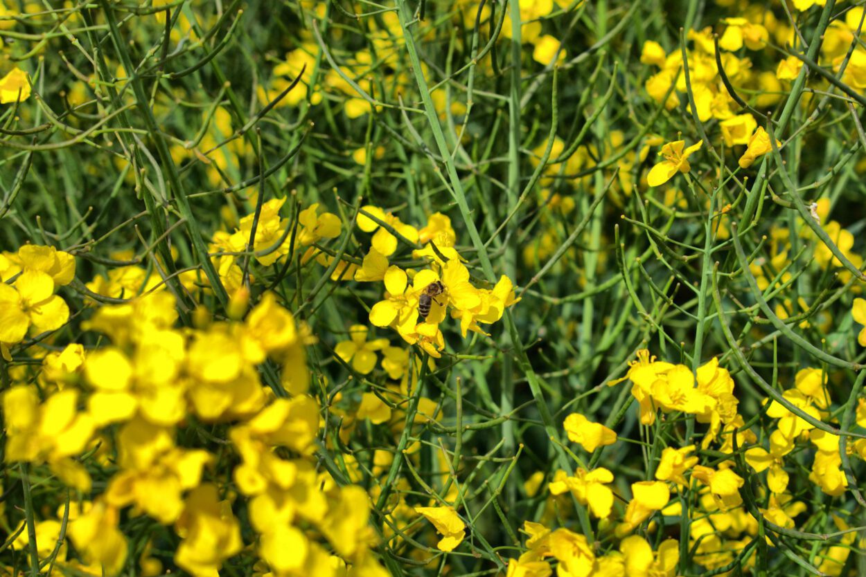 Ein Feld mit gelben Blumen und einer Biene in der Mitte.