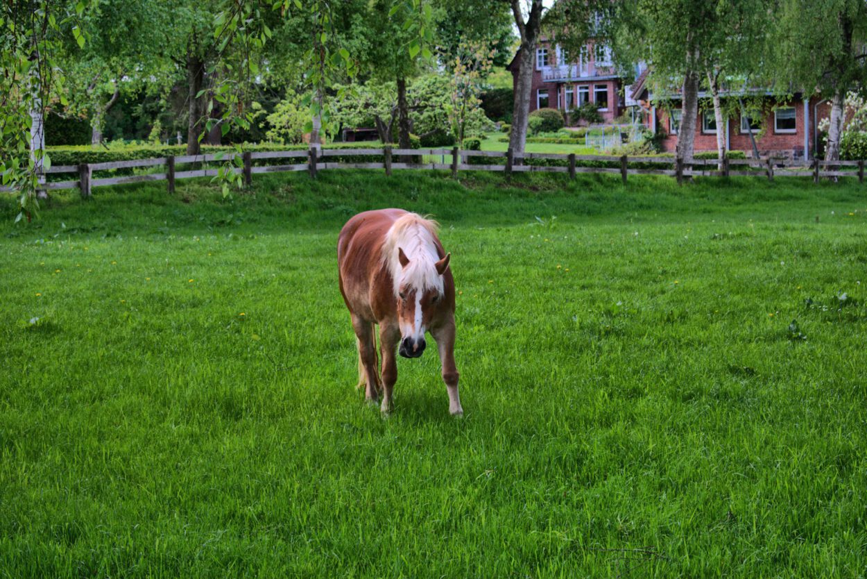 Ein Pferd grast auf einer grünen Wiese.