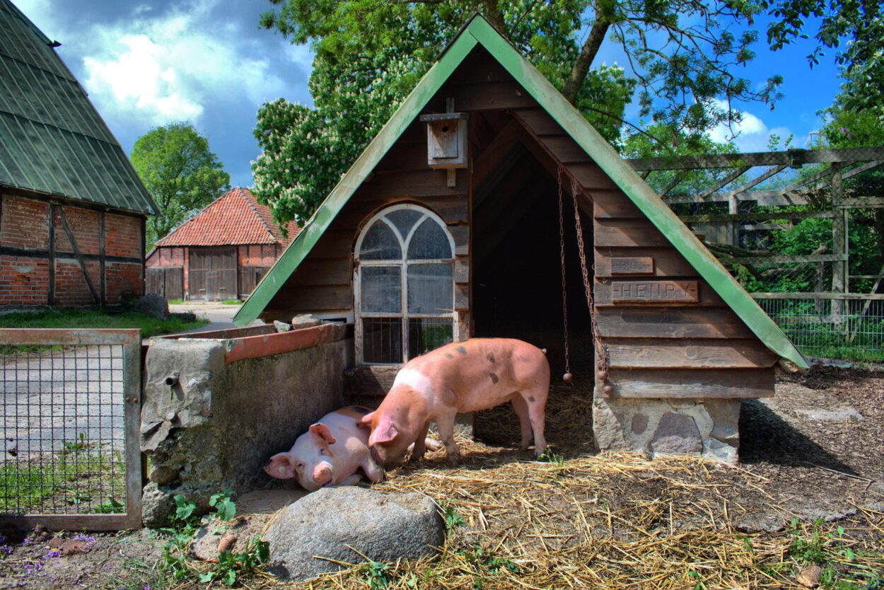 Zwei Schweine stehen vor einem Holzschuppen.