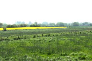 Ein grünes Feld mit gelben Blumen.
