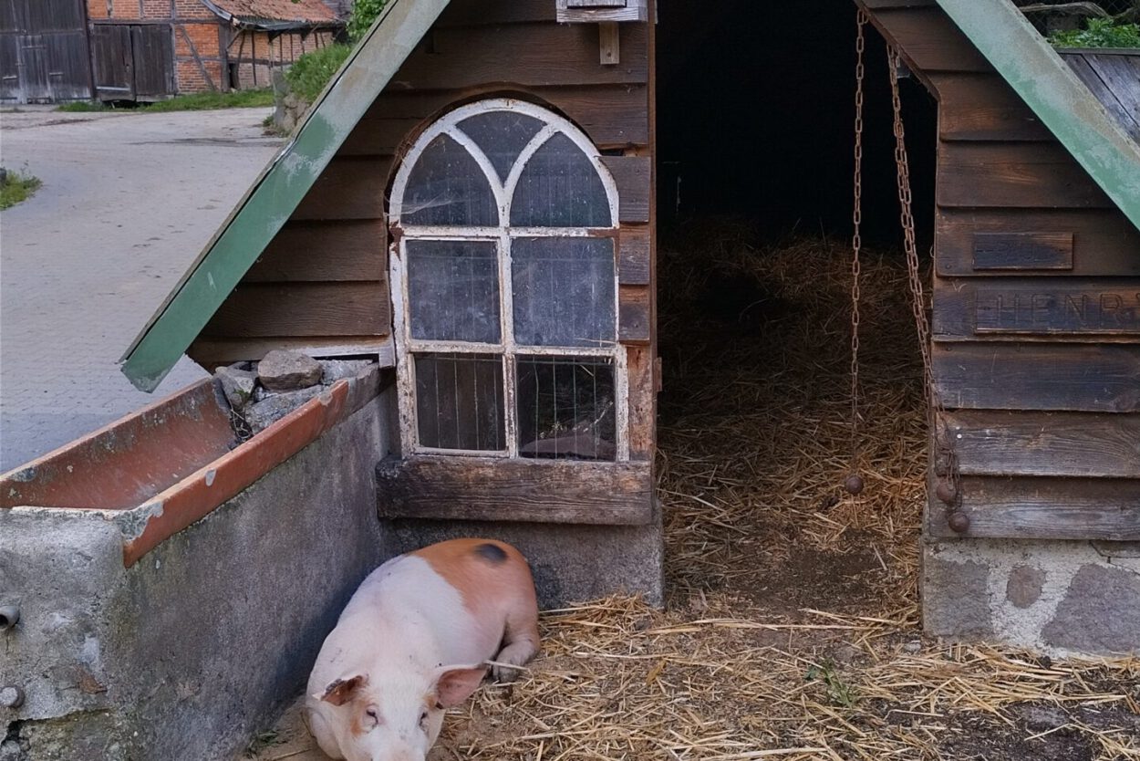 Ein Schwein liegt vor einem kleinen Schuppen.