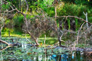 Ein toter Baum in einem Teich mit Seerosen.