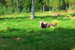 Ein Elch liegt im Gras in einem Zoo.