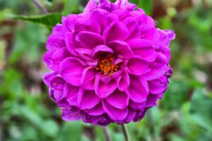 Eine lila Dahlienblume in einem Garten.