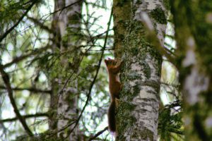 Ein Eichhörnchen klettert im Wald auf einen Baum.