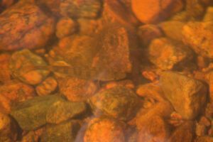 Ein kleiner Fisch schwimmt im Wasser in der Nähe von Felsen.