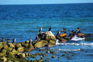 Eine Gruppe Vögel sitzt auf Felsen im Wasser.