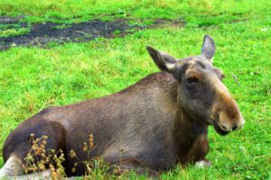 Ein Elch liegt im Gras.