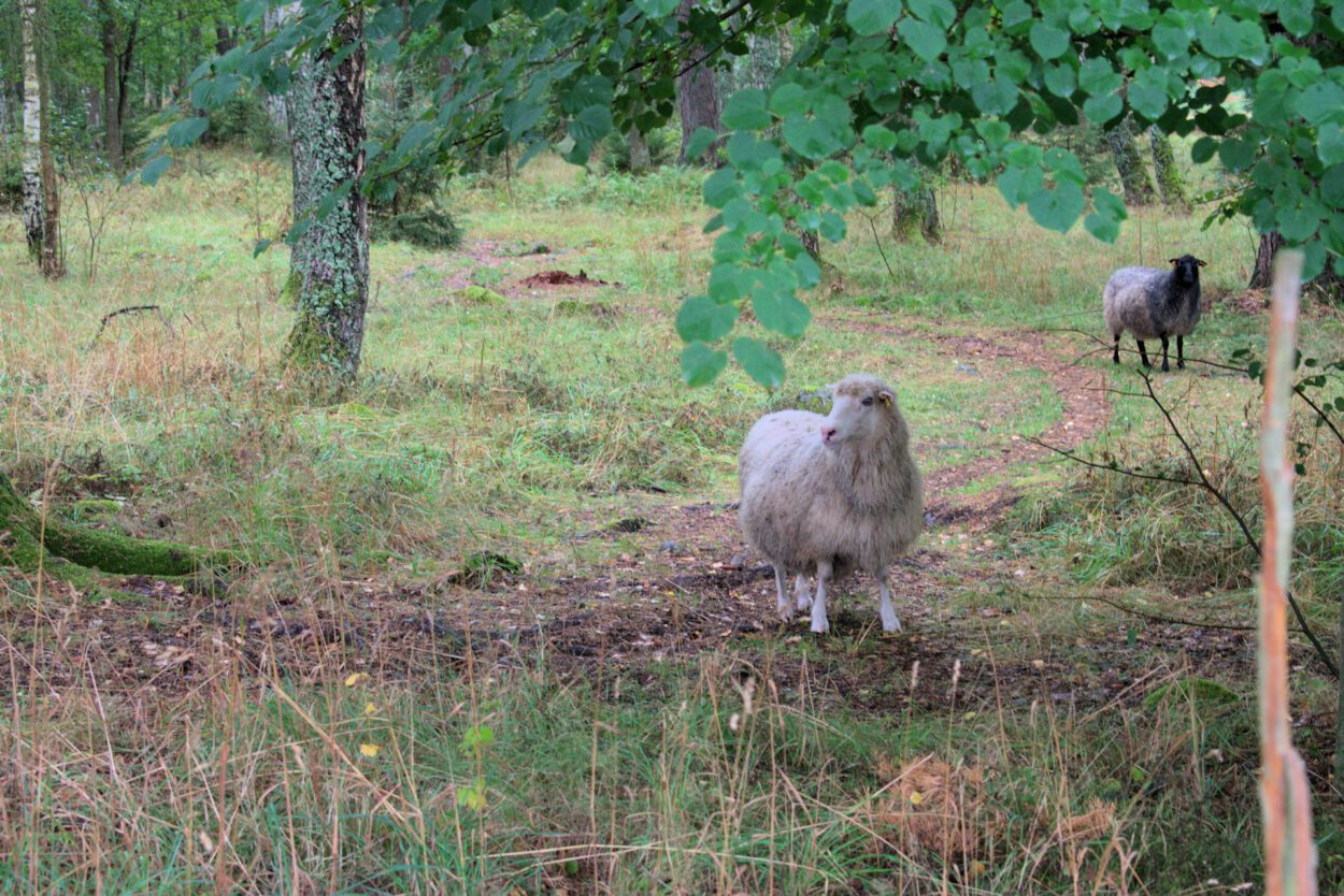 Zwei Schafe stehen in einem Waldgebiet.