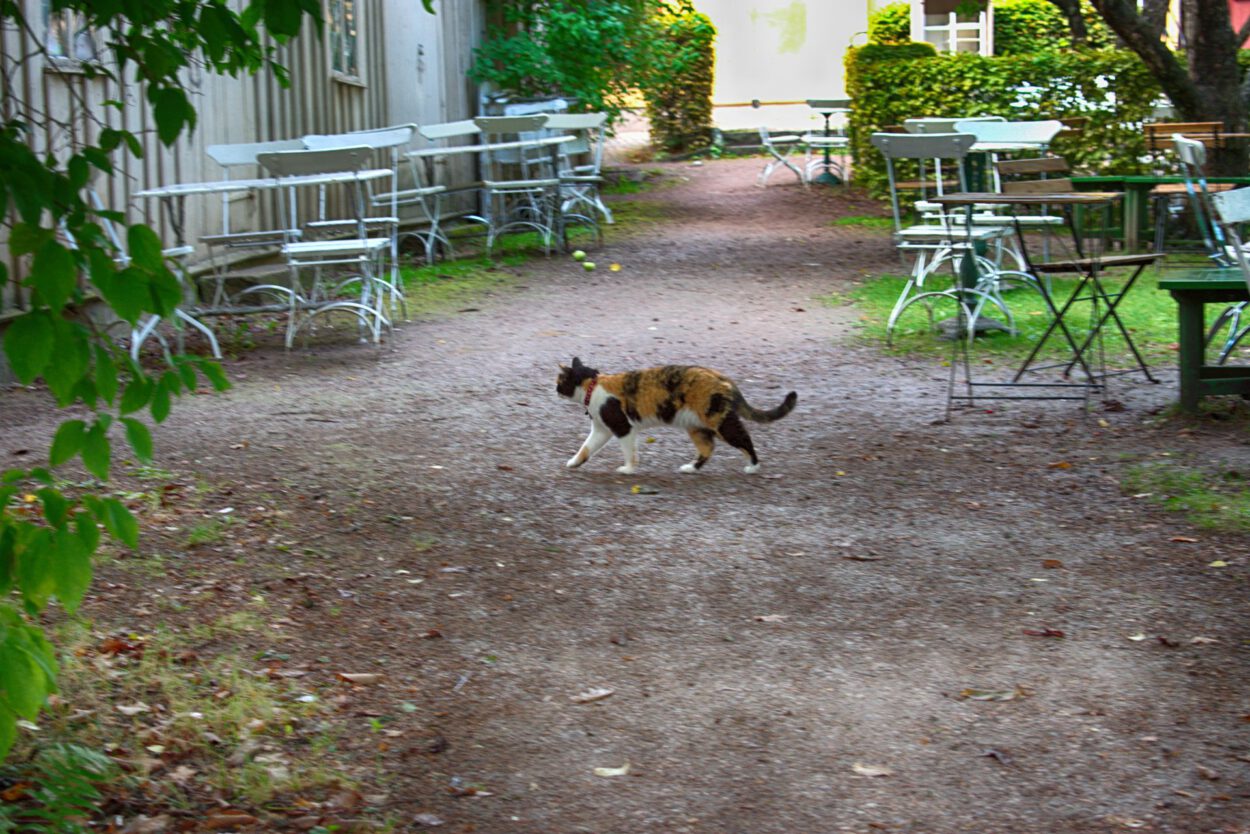 Eine Katze geht einen Weg entlang, neben einigen Tischen und Stühlen.