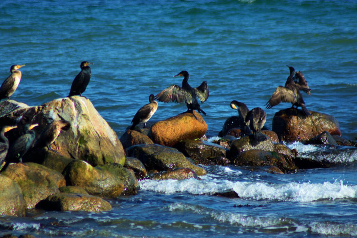 Eine Gruppe Vögel sitzt auf Felsen im Meer.