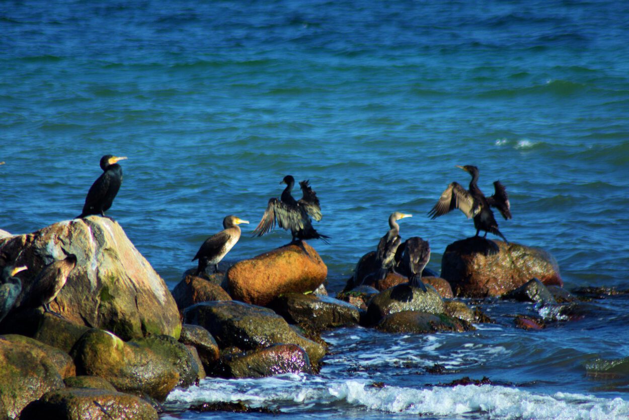 Eine Gruppe Vögel sitzt auf Felsen im Wasser.