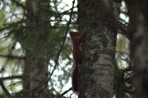 Ein Eichhörnchen klettert auf einen Baum.