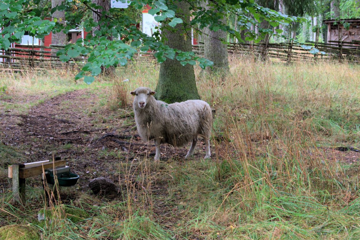 Ein Schaf steht auf einer Wiese.