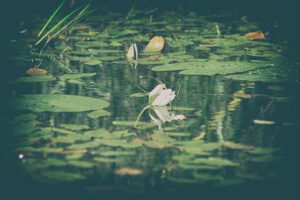 Eine weiße Blume schwimmt in einem Teich voller Seerosen.