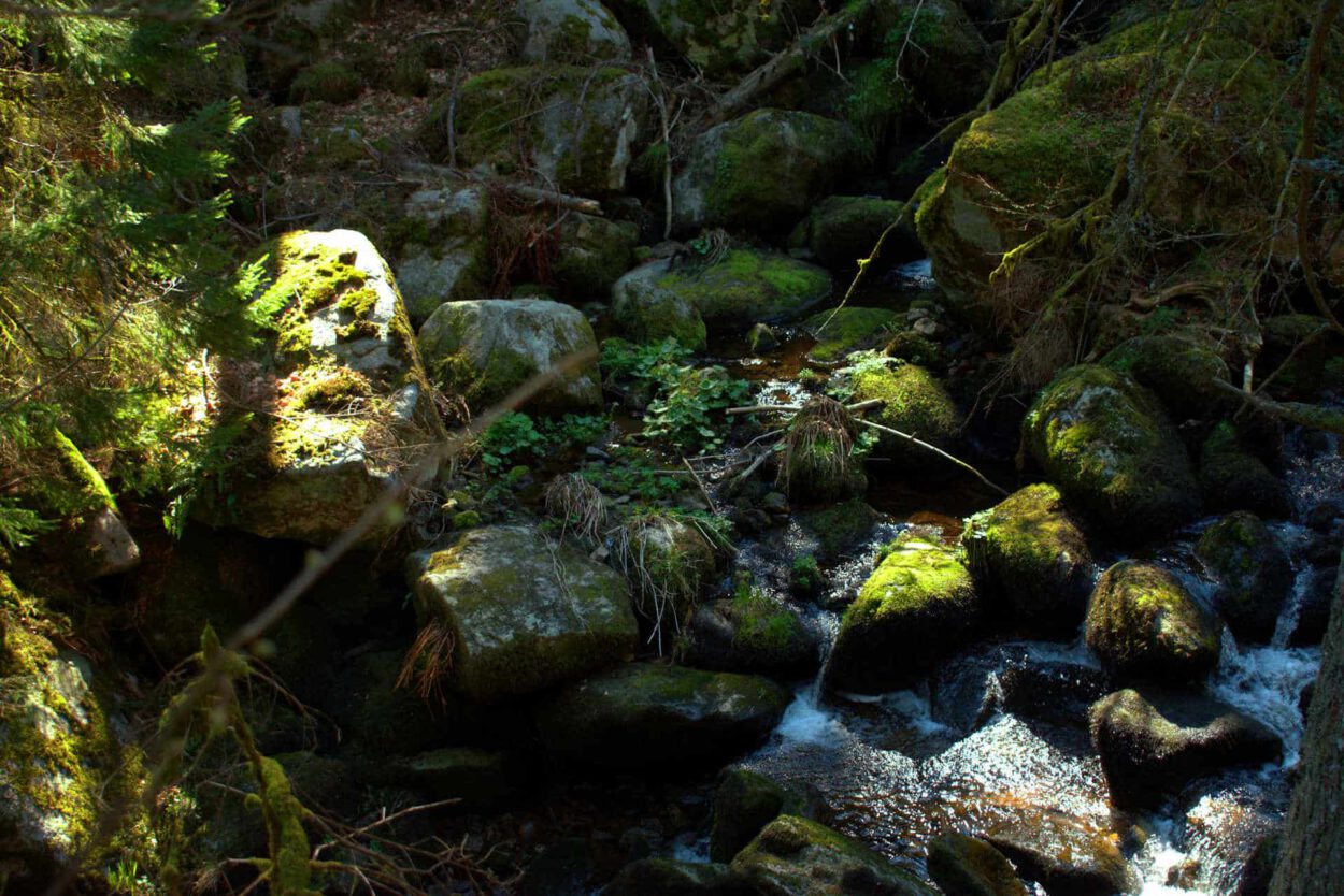 Ein Bach in einem Wald mit moosigen Felsen.