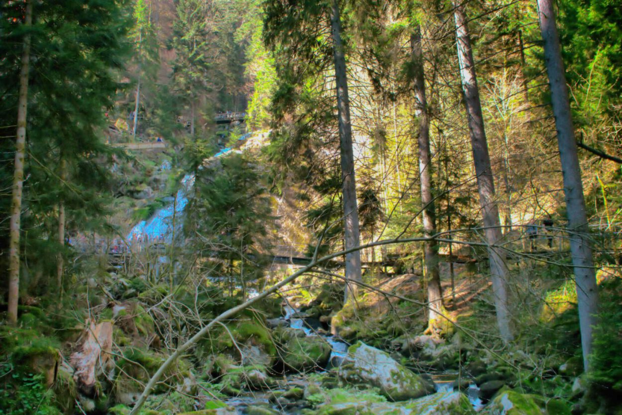 Ein Bach in einem Waldgebiet.