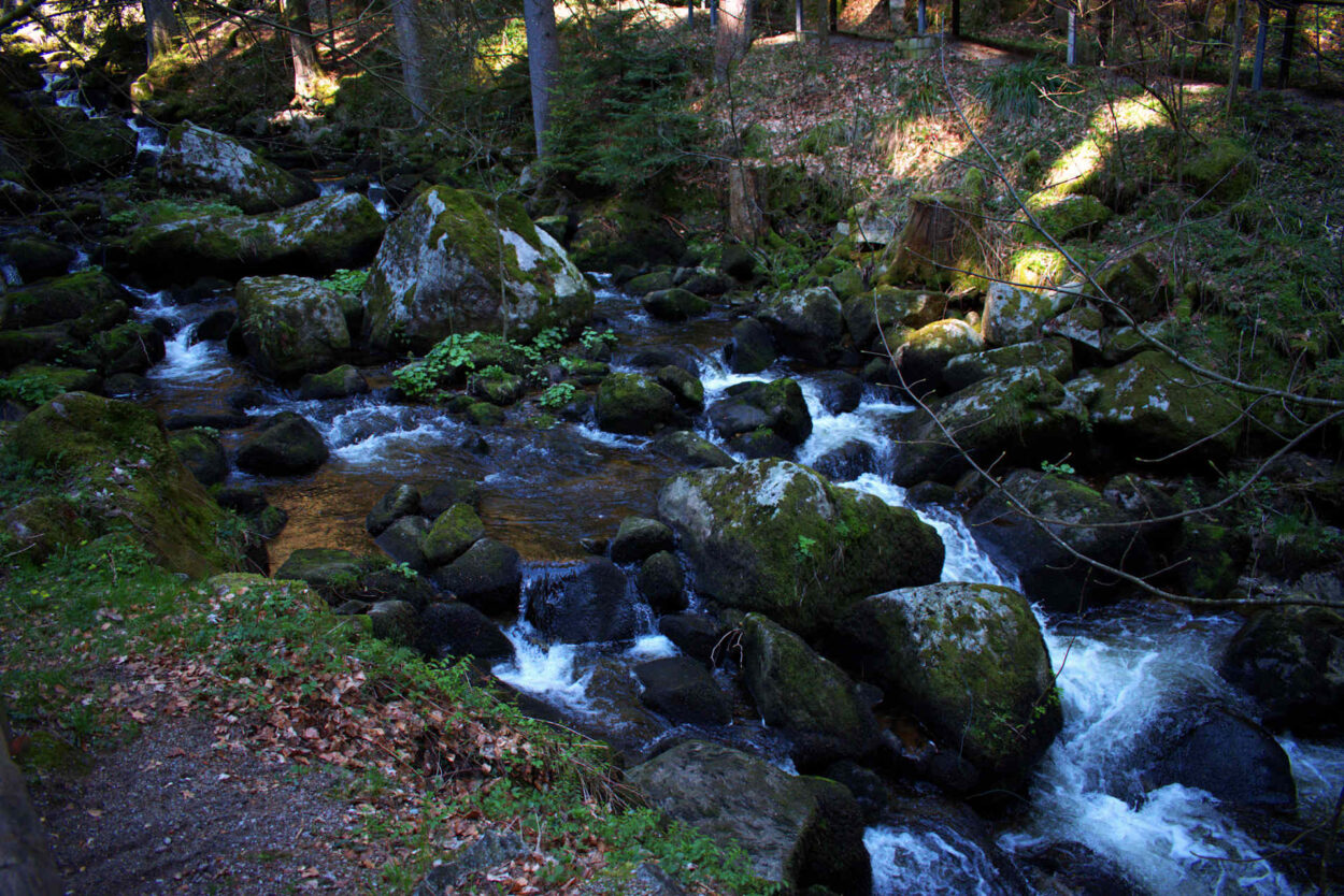 Ein Bach, der durch ein Waldgebiet fließt.