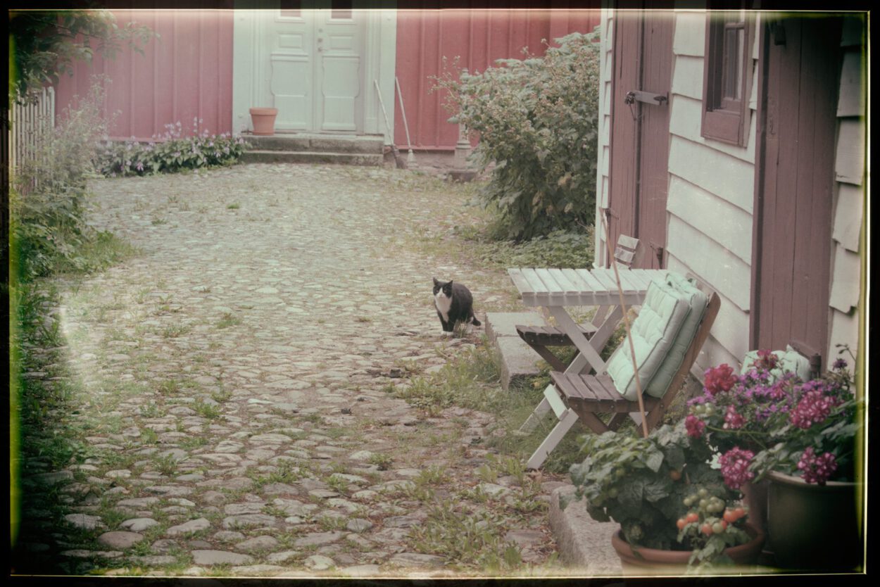 Eine Katze sitzt auf einer Bank vor einem Haus.