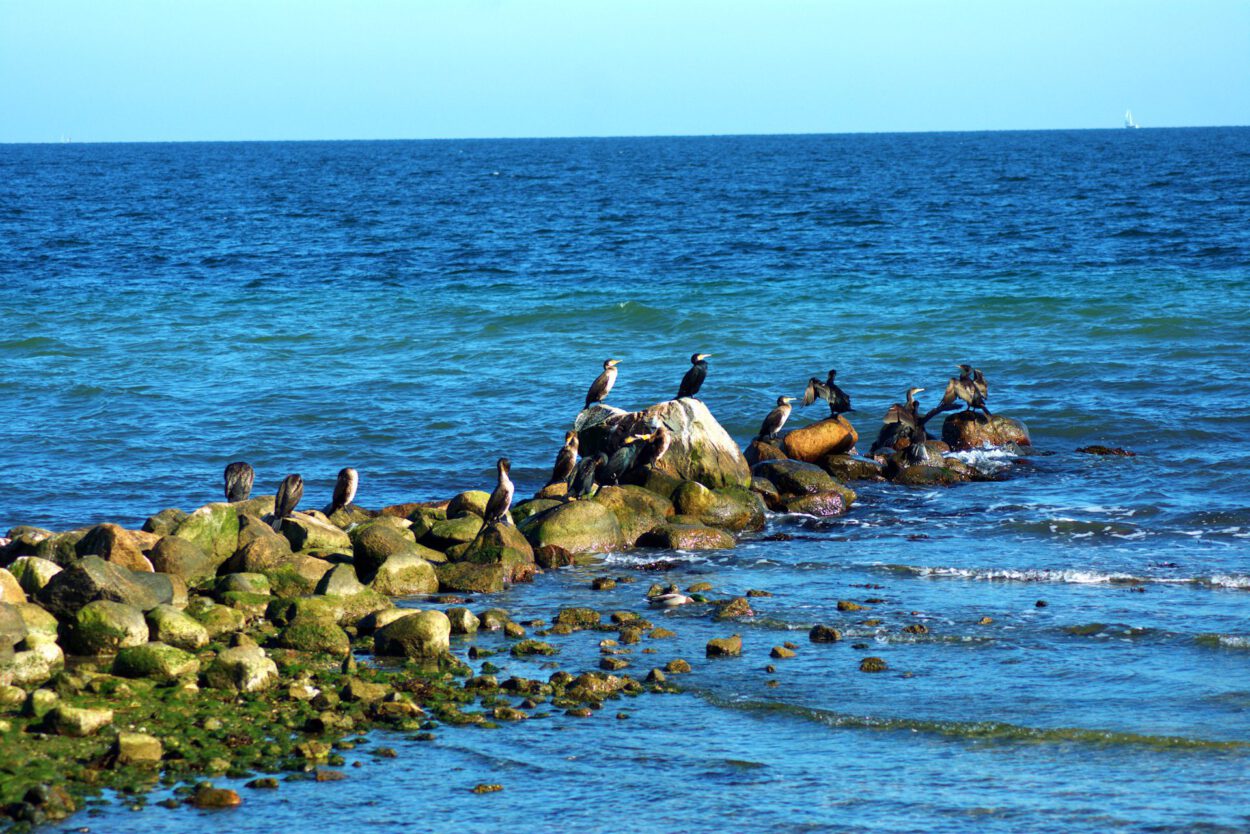 Eine Gruppe Vögel sitzt auf Felsen im Wasser.