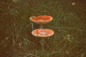 Zwei rote und weiße Pilze im Gras.