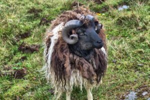 Ein Schaf mit langen Hörnern steht auf einer Wiese.