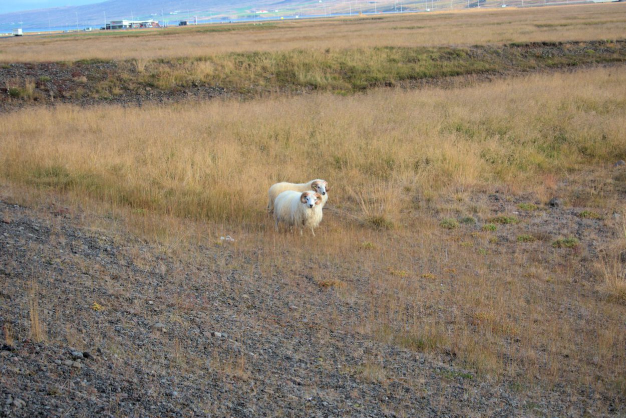 Eine weiße Ziege steht auf einer Wiese.