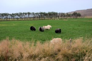 Eine Gruppe Schafe, die auf einem Feld weiden.